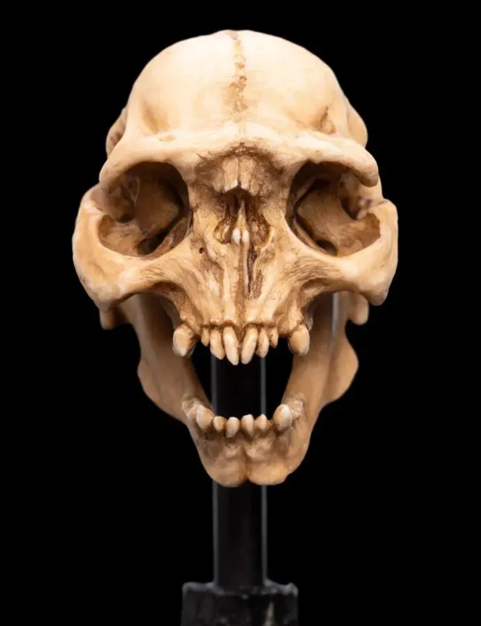 The Lord of the Rings - Skull of a Moria Orc Miniature Skull - Image 5