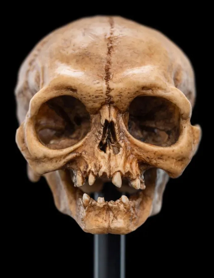 The Lord of the Rings - Skull of Gollum Miniature Skull - Image 5