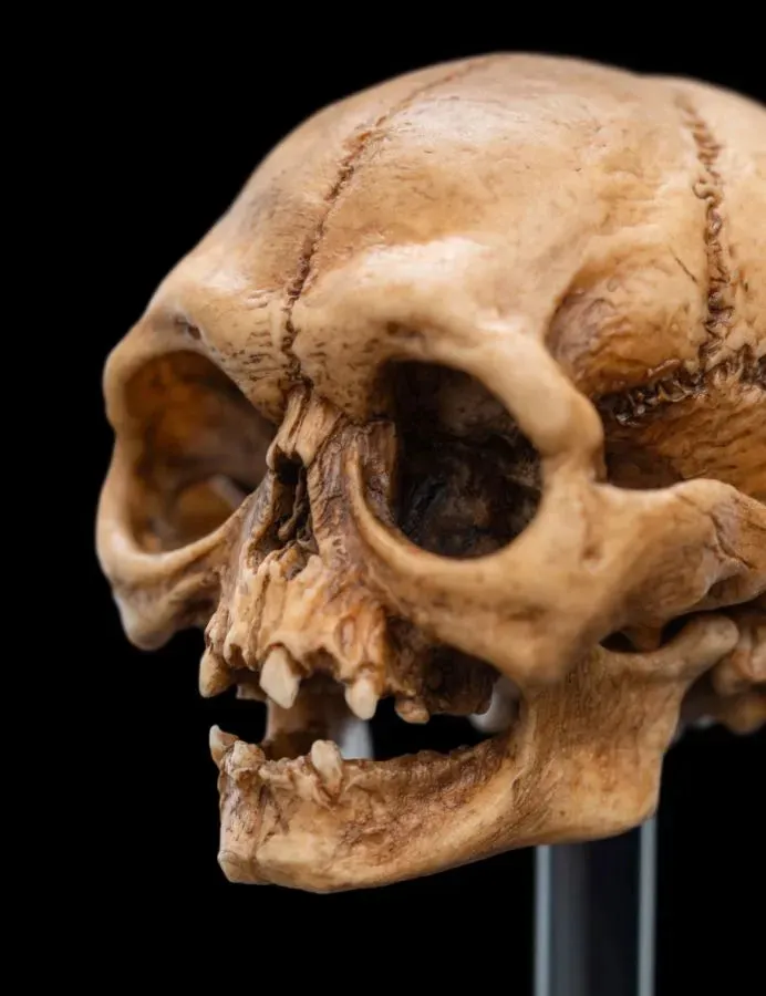 The Lord of the Rings - Skull of Gollum Miniature Skull - Image 6